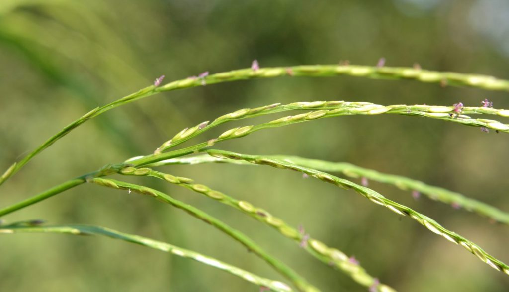 Discover What Happens to Crabgrass in the Winter