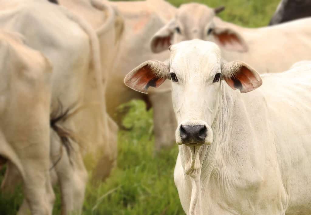 How Much Does It Cost to Care for a Cow in 2024? What to Expect Each Month