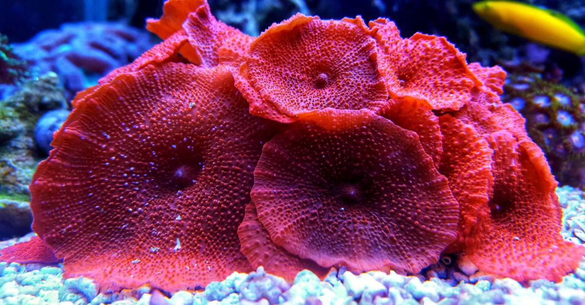 The 12 Best Corals for Reef Aquariums Reviewed