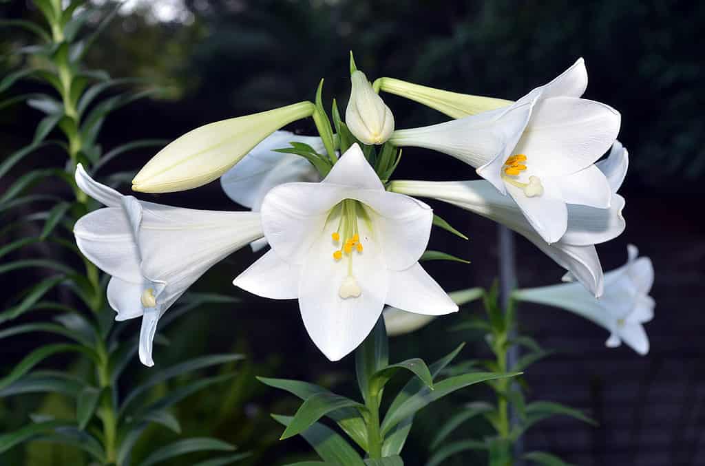 Can Easter Lilies Survive Winter? 5 Tips for Keeping Them Alive