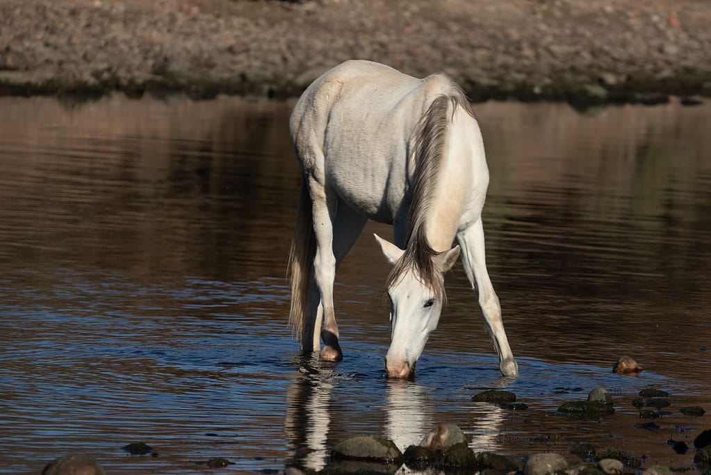 The 13 Best and Most Creative White Horse Names