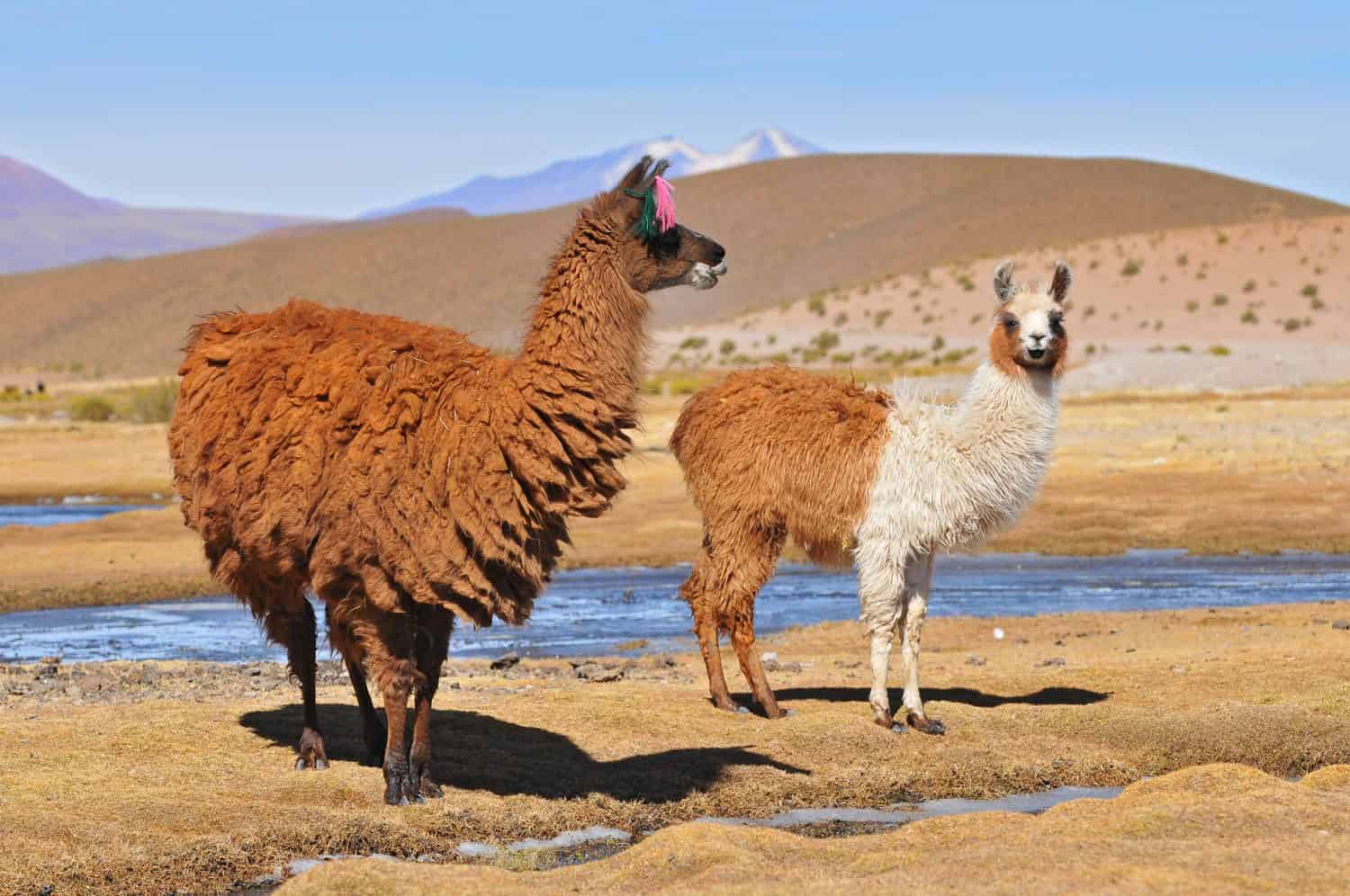 21 Mind-Blowing Facts About the Andes Mountains