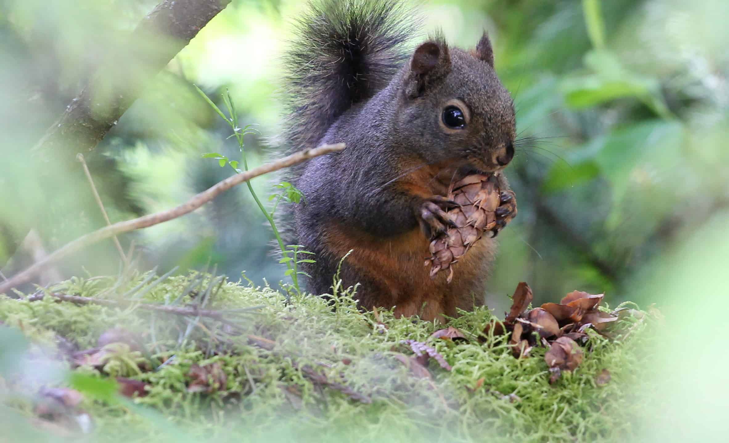 Discover 12 Smells that Attract Squirrels Like Magnets