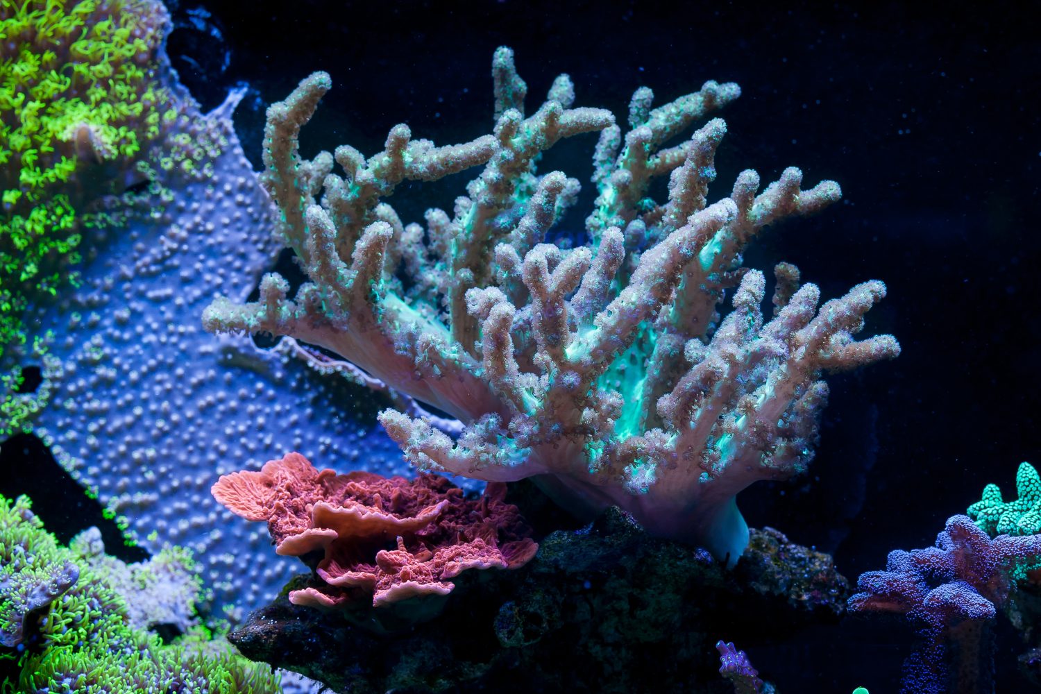 The 12 Best Corals for Reef Aquariums Reviewed