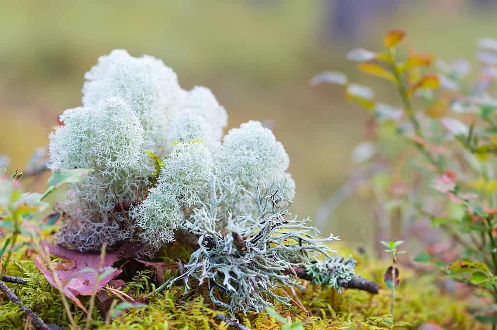 Moss vs. Lichens: Key Differences