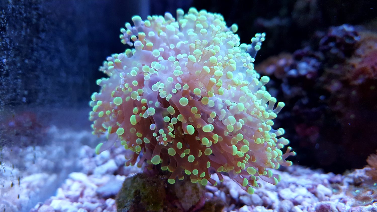 The 12 Best Corals for Reef Aquariums Reviewed