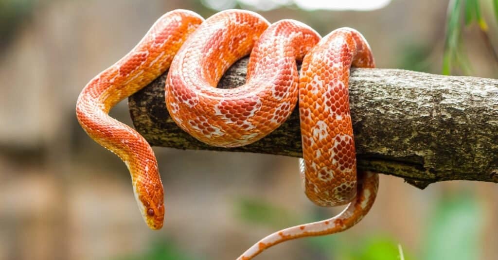 Baby Corn Snake: 8 Pictures and 8 Incredible Facts