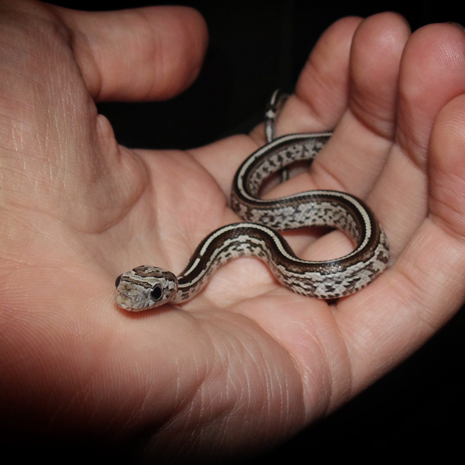 Baby Corn Snake: 8 Pictures and 8 Incredible Facts