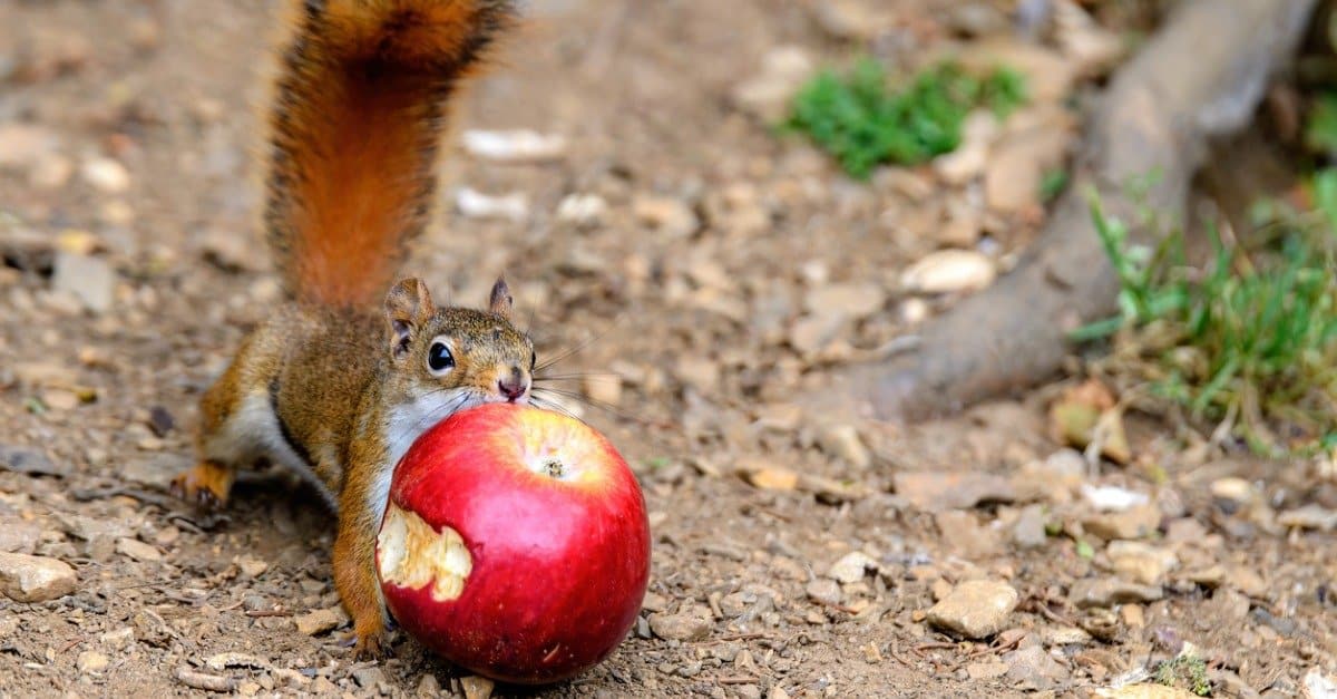 Discover 12 Smells that Attract Squirrels Like Magnets