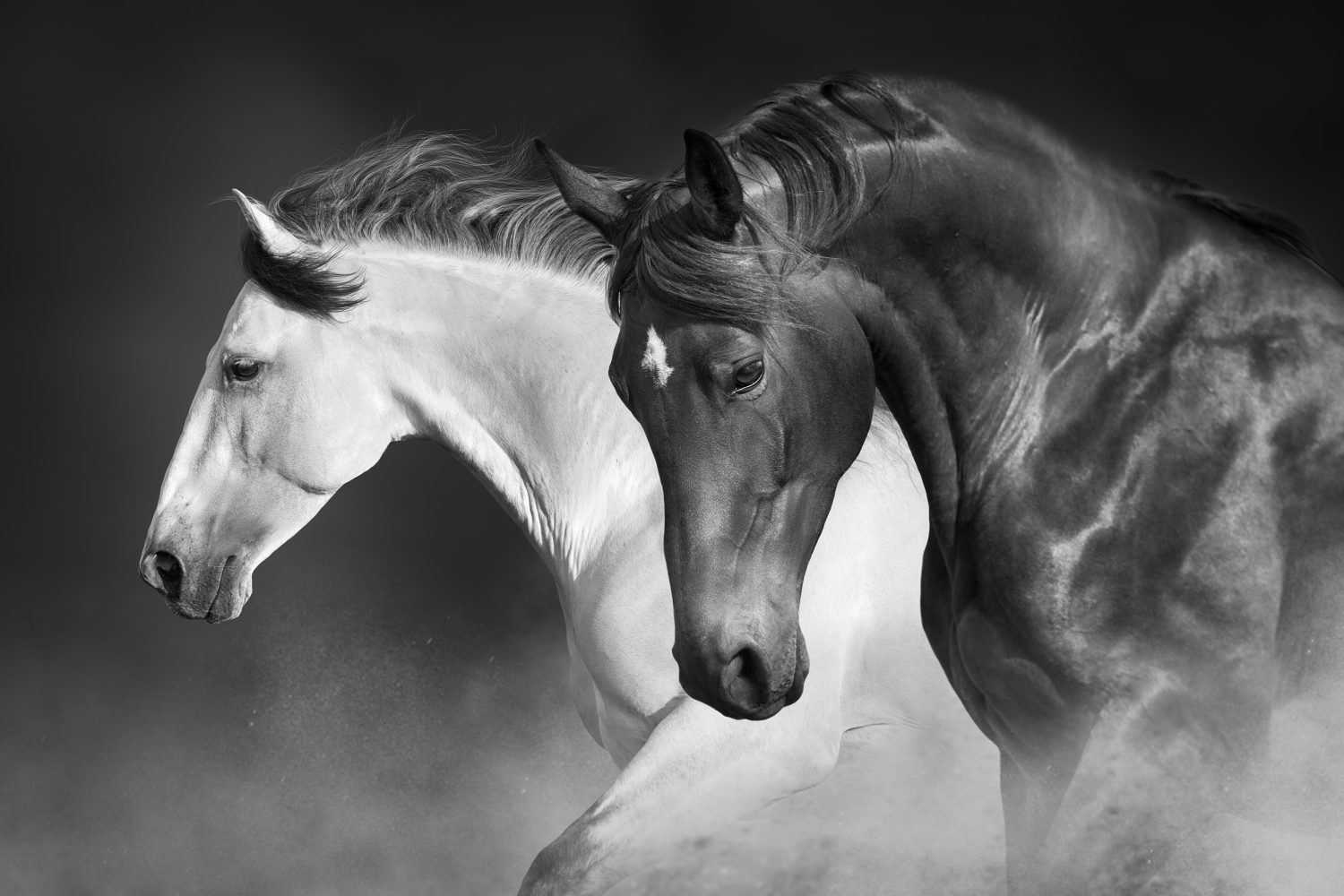 The 13 Best and Most Creative White Horse Names