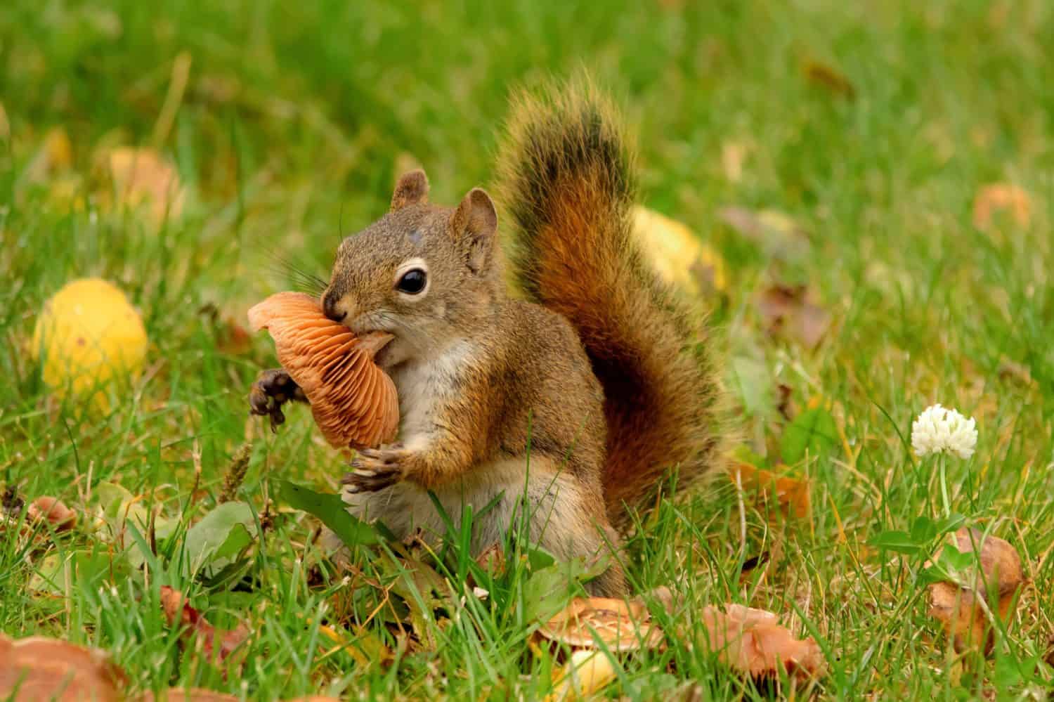 Discover 12 Smells that Attract Squirrels Like Magnets