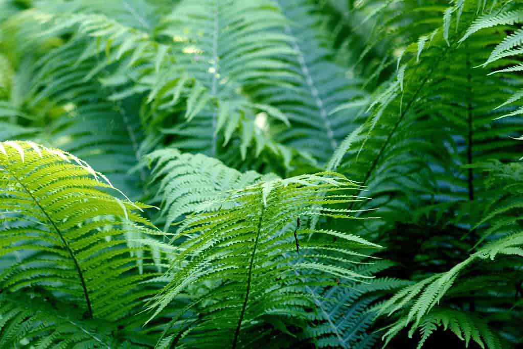 Can Ferns Survive Winter? 8 Tips for Keeping Them Alive