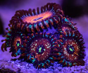 The 12 Best Corals for Reef Aquariums Reviewed