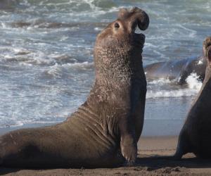 Watch the Sassiest Seal Refuse To Leave This Neighborhood