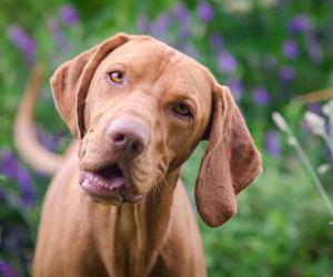 Vizsla Nutrition: Best Foods, Tips, and Guidelines