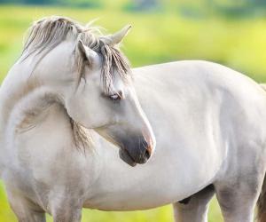 The 13 Best and Most Creative White Horse Names