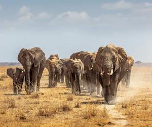 Are Elephants Endangered and How Many Are Left in the World?