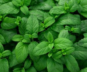 Can Mint Survive Winter? 6 Tips for Keeping Your Favorite Herb Alive