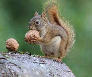 Discover 12 Smells that Attract Squirrels Like Magnets