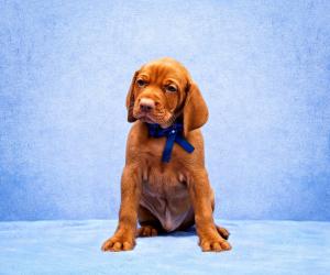 When to Spay or Neuter Your Vizsla