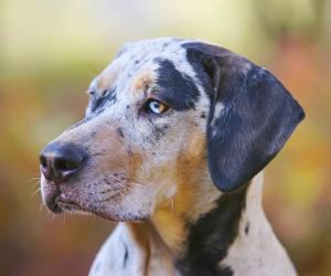 Catahoula Leopard Dog Lifespan: How Long Do These Dogs Live?