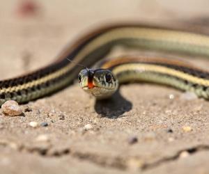 Baby Garter Snake: 10 Pictures and 10 Amazing Facts