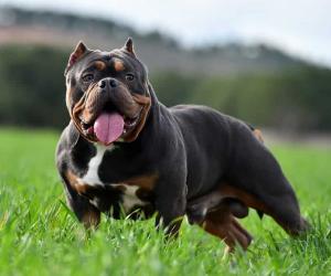 American Bully Colors