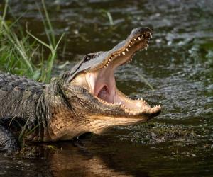 Discover The 4 Largest Alligators Ever Found in the United States