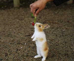 Yes, Rabbits Can Eat Radishes! But Follow These 7 Tips