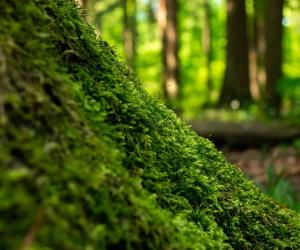 Moss vs. Lichens: Key Differences