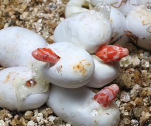 Baby Corn Snake: 8 Pictures and 8 Incredible Facts