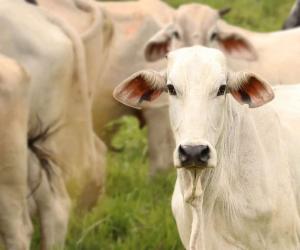 How Much Does It Cost to Care for a Cow in 2024? What to Expect Each Month