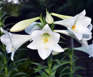 Can Easter Lilies Survive Winter? 5 Tips for Keeping Them Alive