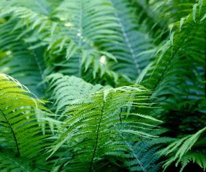 Can Ferns Survive Winter? 8 Tips for Keeping Them Alive