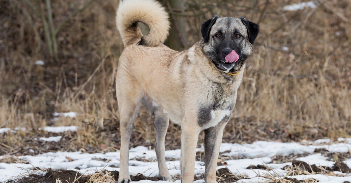 6 Dog Breeds Most Similar to Great Pyrenees