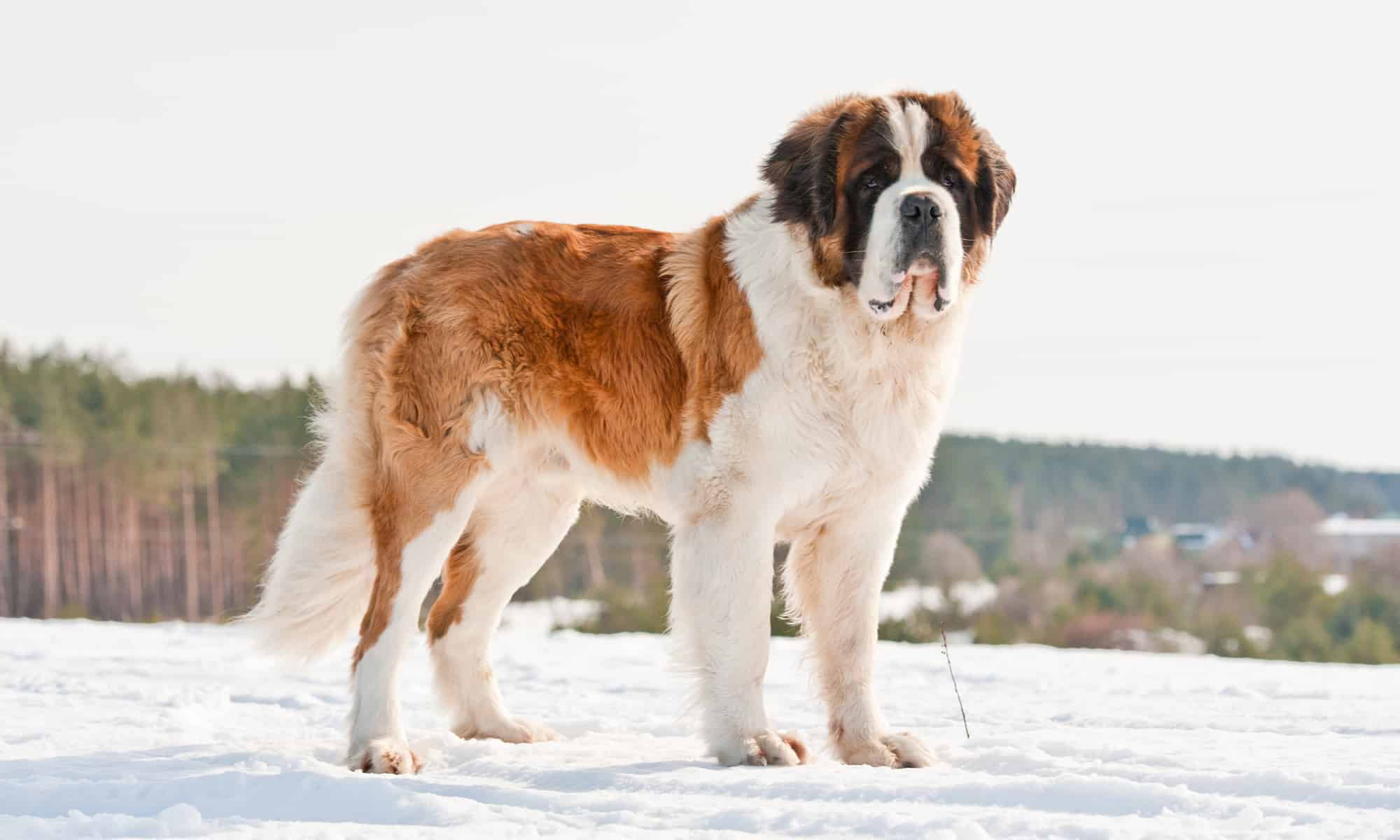 6 Dog Breeds Most Similar to Great Pyrenees