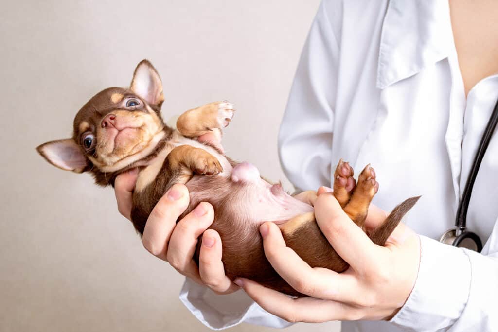 Dogs Have Belly Buttons, and Here Is Where You Can Find Them