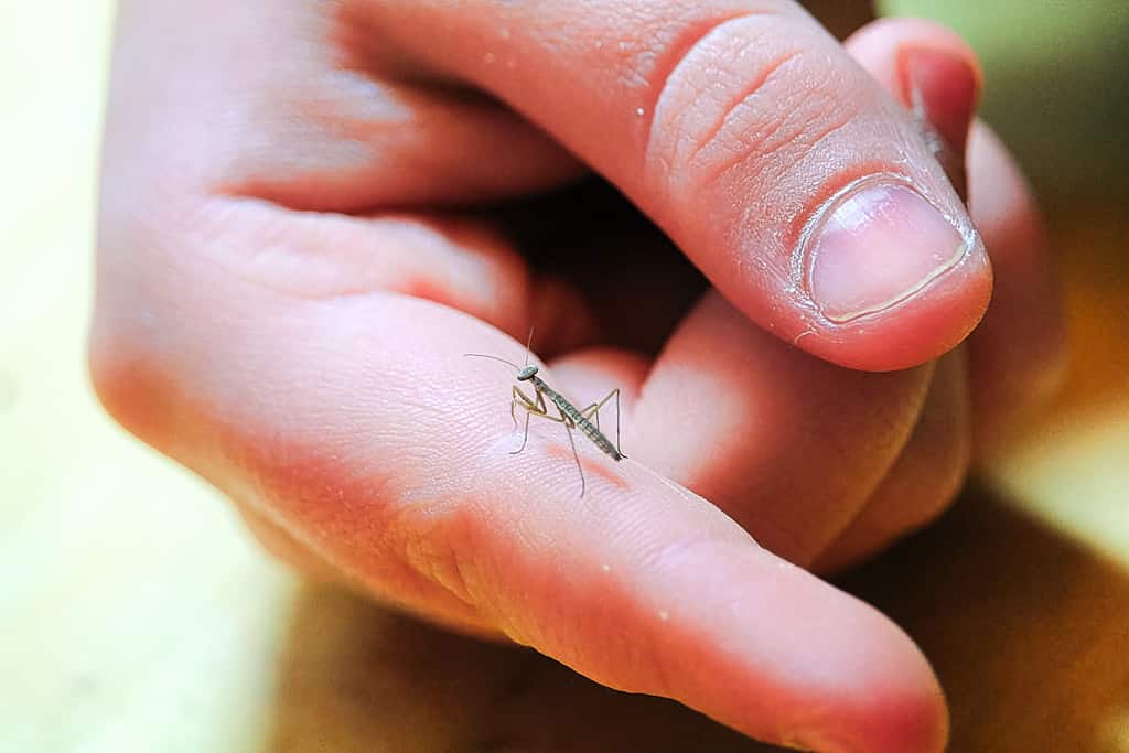 Baby Praying Mantis: 8 Pictures and 8 Amazing Facts