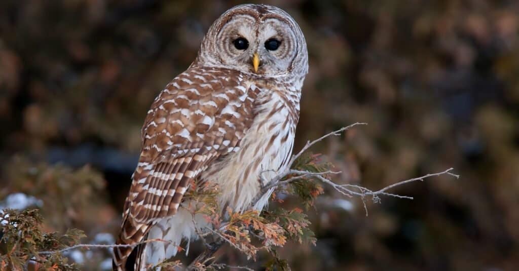 15 Owls that Live in Washington State (and Where You're Likely to See Them)