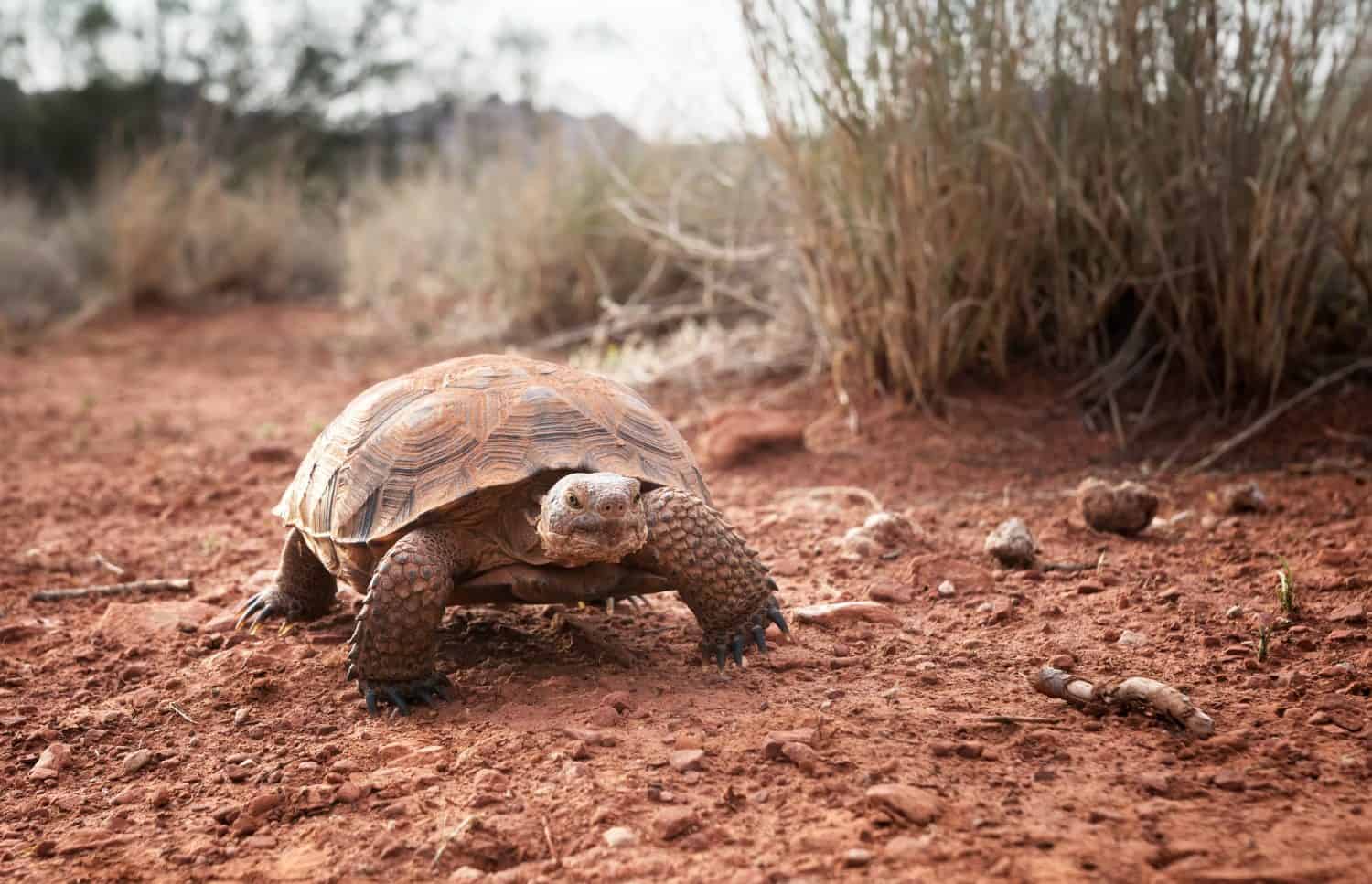 What Animals Can Go the Longest Without Drinking Water? (Up to 20 years!)