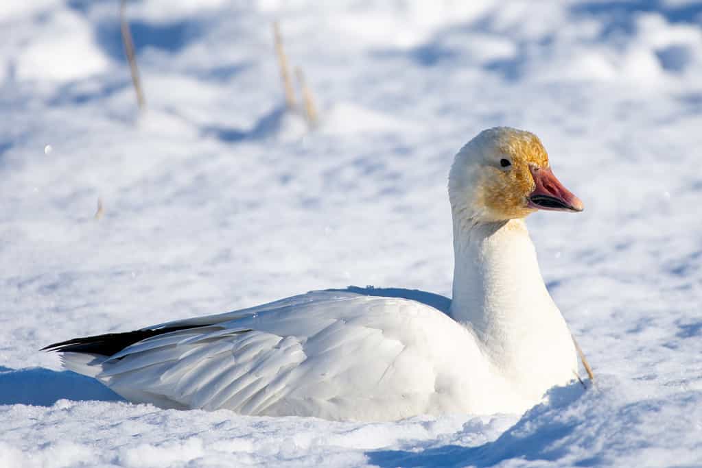 Does It Snow in New Mexico? Snowiest Places and Averages