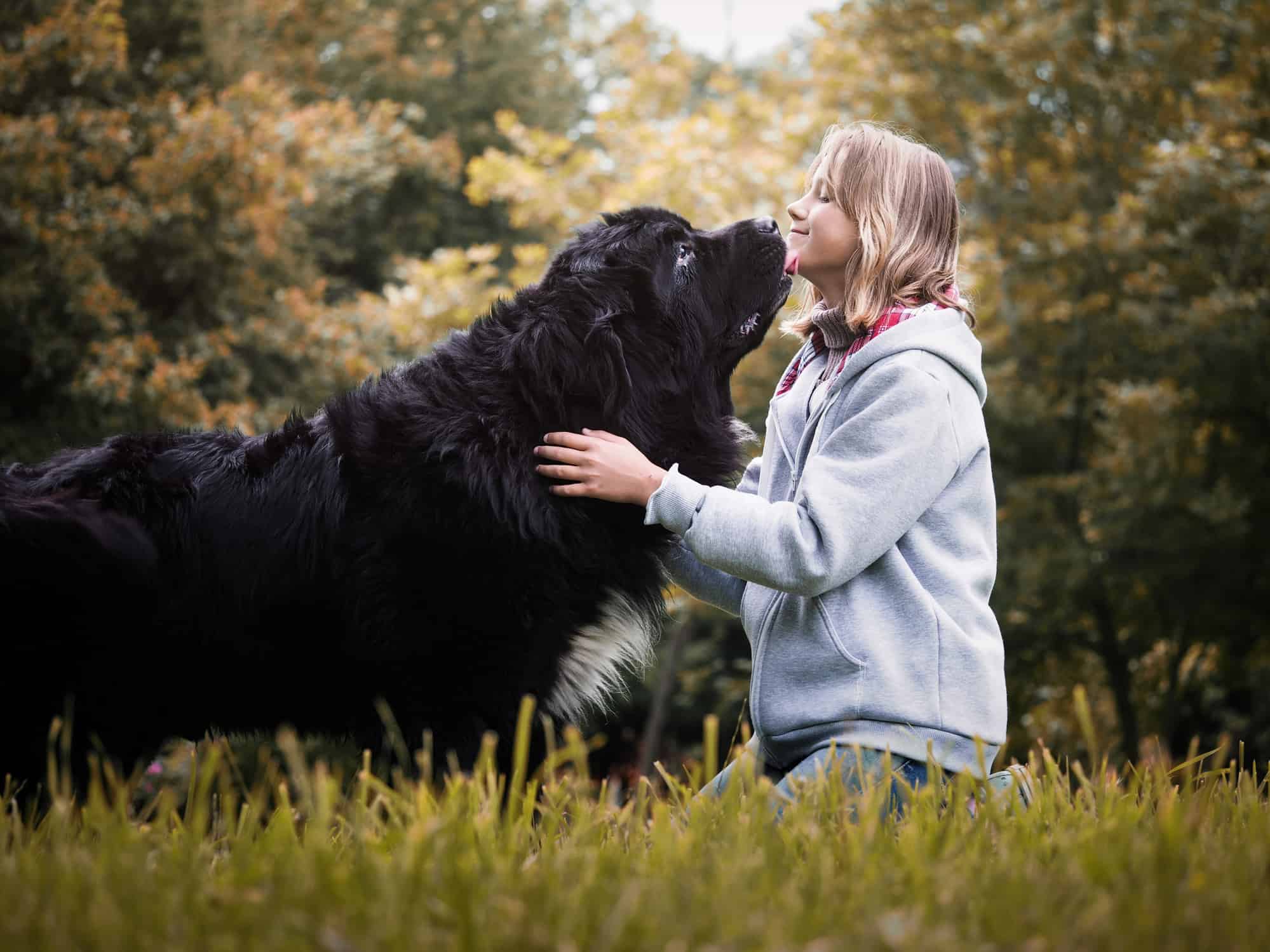 6 Dog Breeds Most Similar to Great Pyrenees