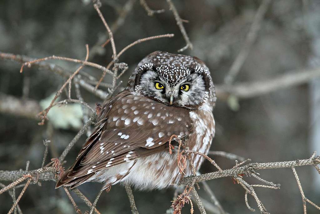 15 Owls that Live in Washington State (and Where You're Likely to See Them)