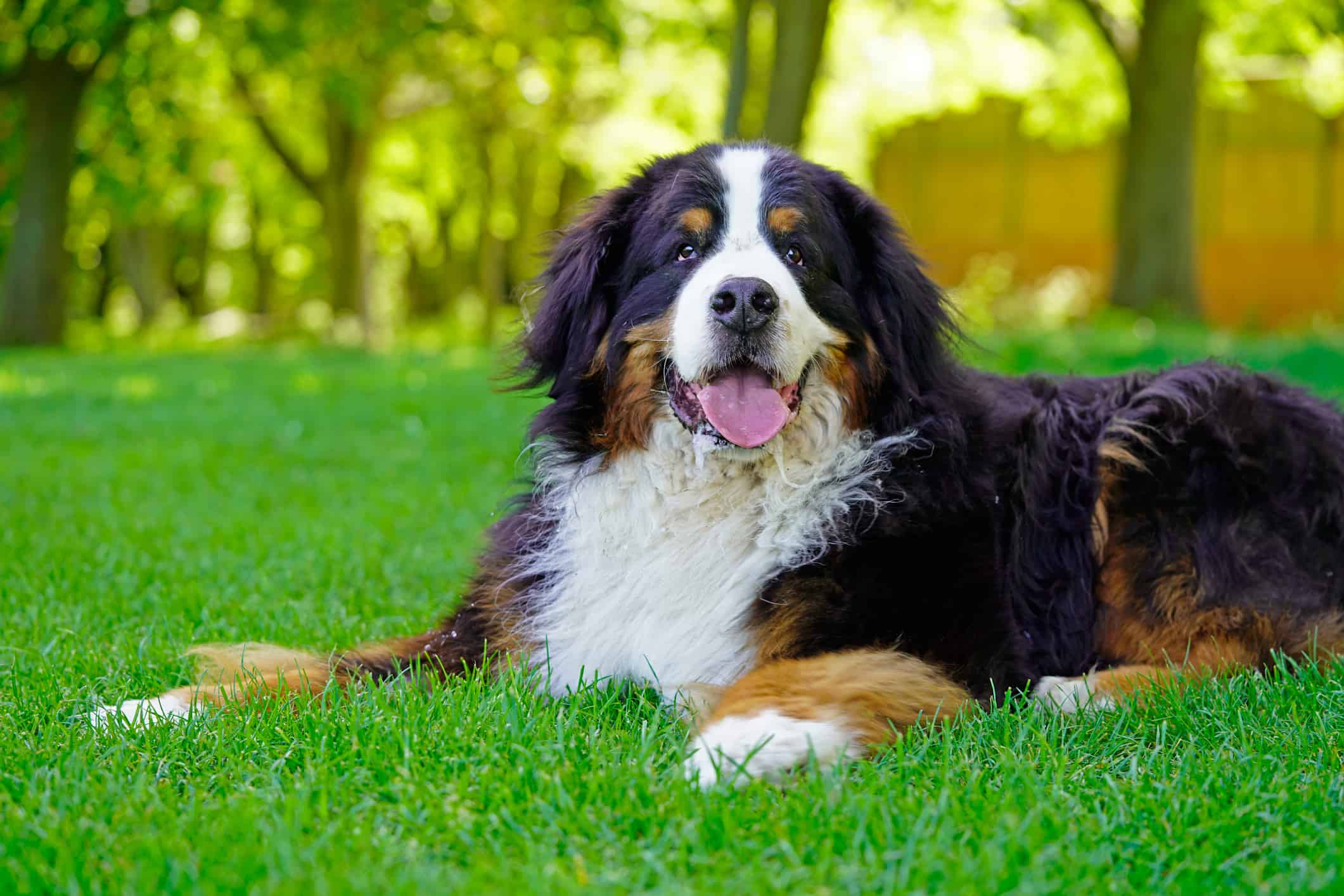 6 Dog Breeds Most Similar to Great Pyrenees