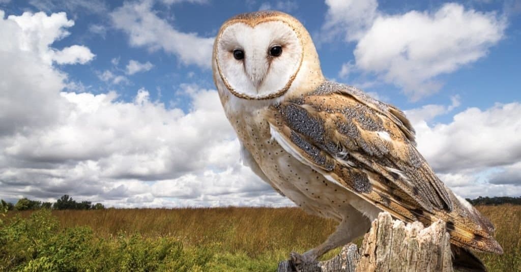 15 Owls that Live in Washington State (and Where You're Likely to See Them)