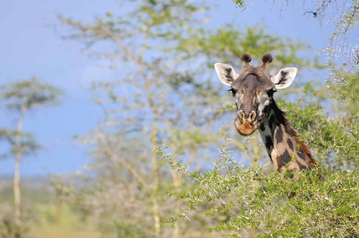 What Animals Can Go the Longest Without Drinking Water? (Up to 20 years!)