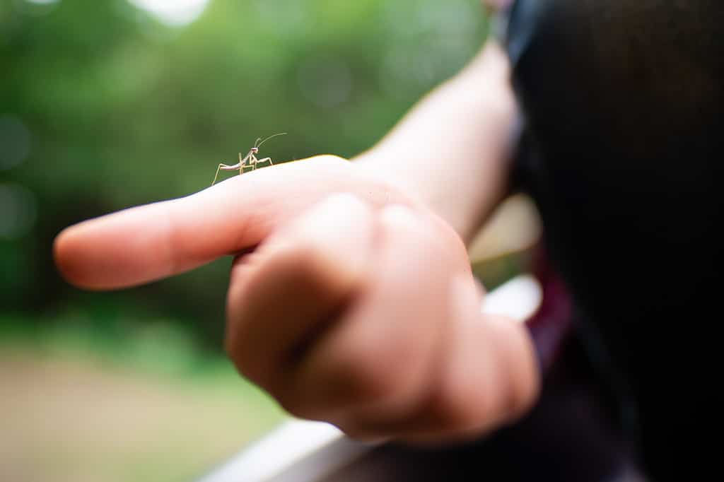 Baby Praying Mantis: 8 Pictures and 8 Amazing Facts