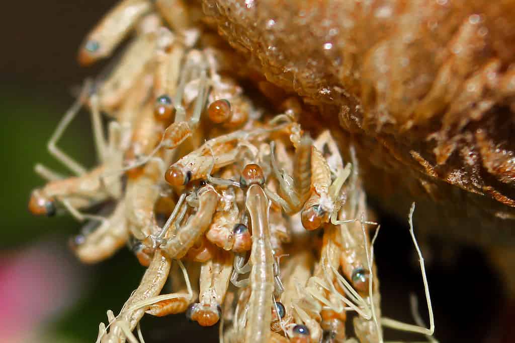 Baby Praying Mantis: 8 Pictures and 8 Amazing Facts