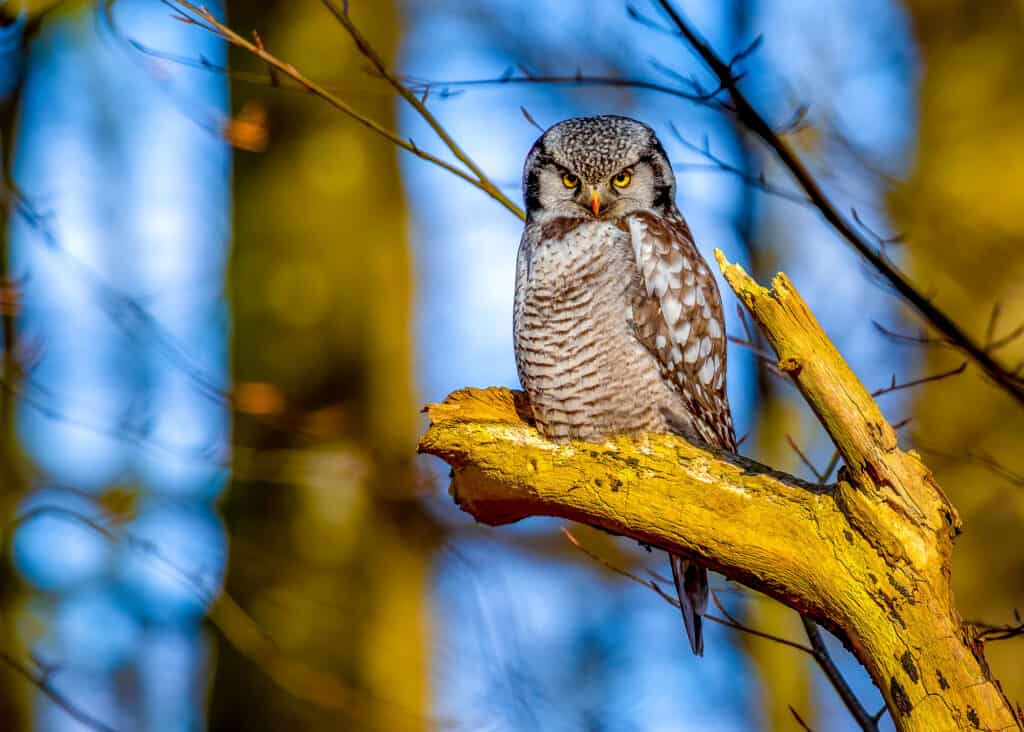 15 Owls that Live in Washington State (and Where You're Likely to See Them)