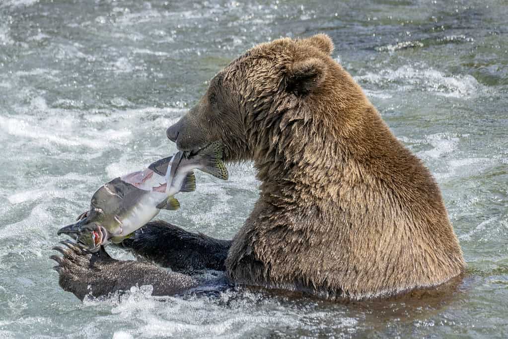 Fishermen Take Off Running With Their Fish With a Predator in Hot Pursuit